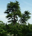 سدر اطلس